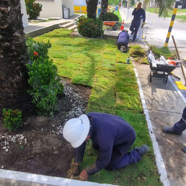Renovación de césped en Petroil S.A